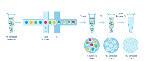 10x Genomics-技术流程-附图